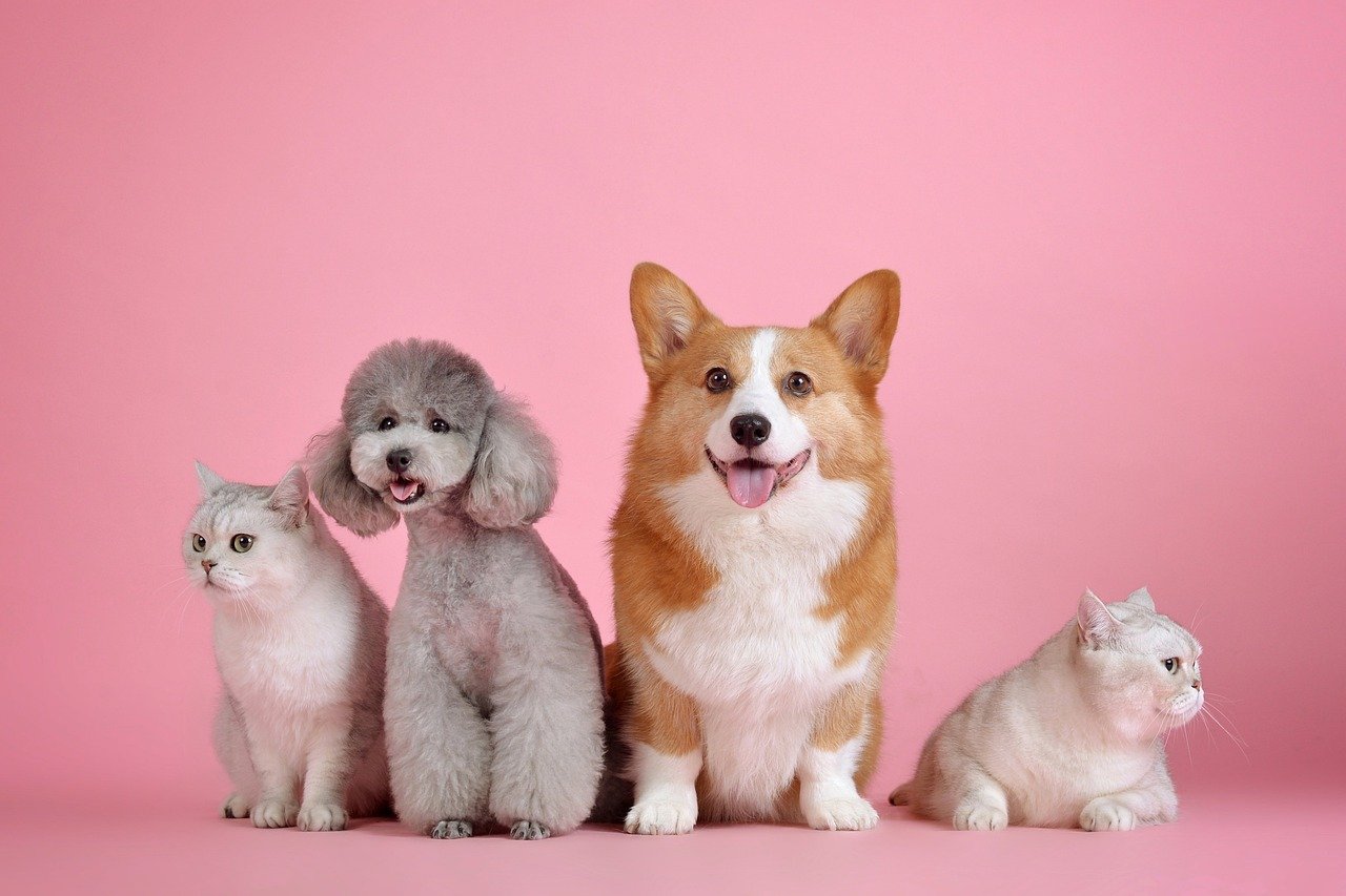 Animals & Pets